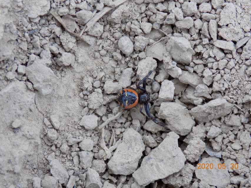 Synema globosum/ornatum