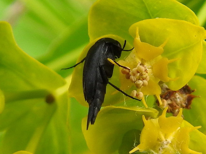 Mordellidae - marókafélék