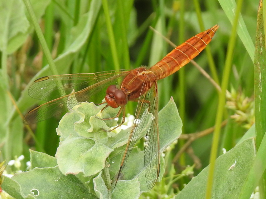 Crocothemis erythraea - skarlát szitakötő