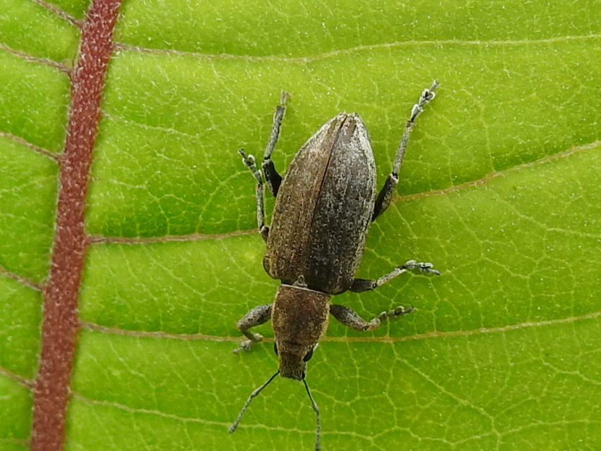 Tanymecus palliatus - közönséges hegyesfarúbarkó