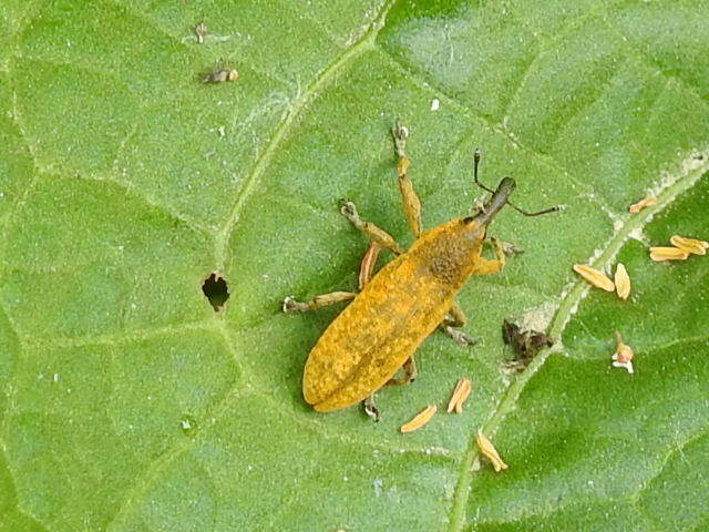 Lixus bardanae - lórom-dudvabarkó