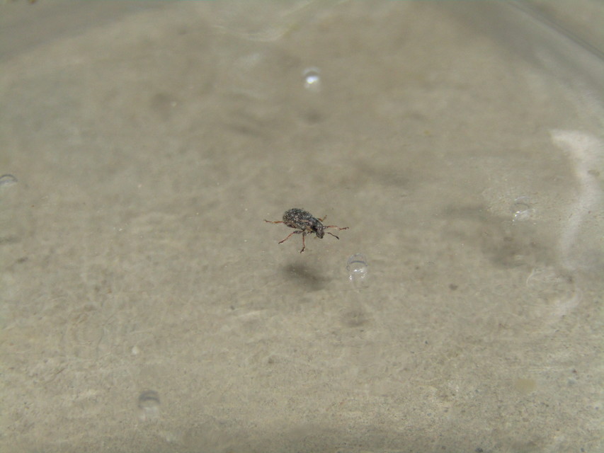 Sitona waterhousei - dülledtszemű csipkézőbogár