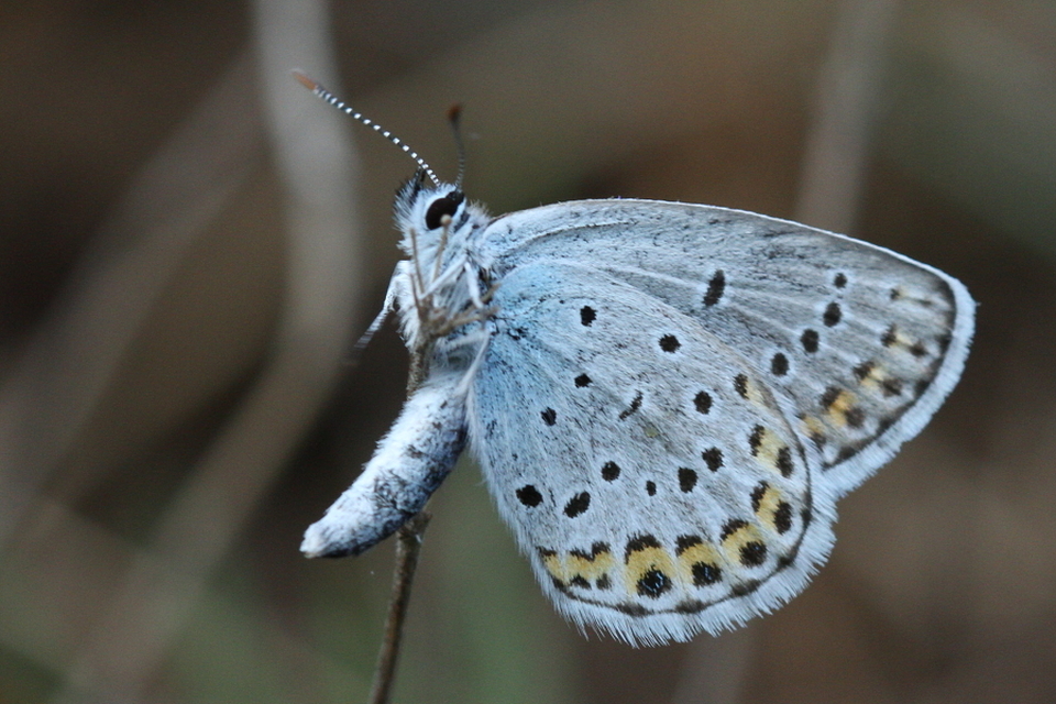 Plebejus idas - északi boglárka