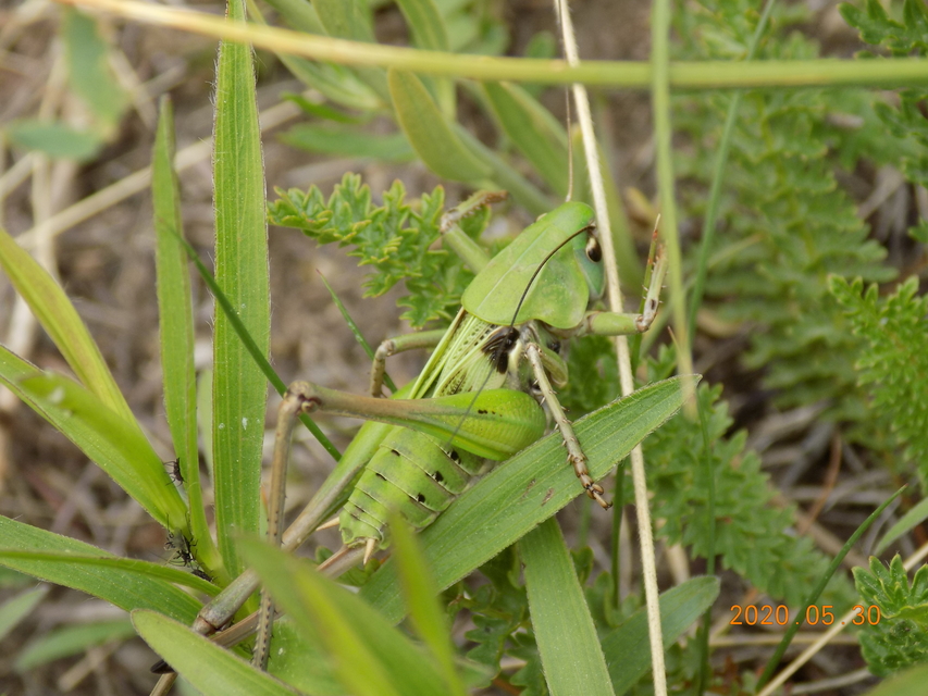 Decticus verrucivorus - szemölcsevő szöcske