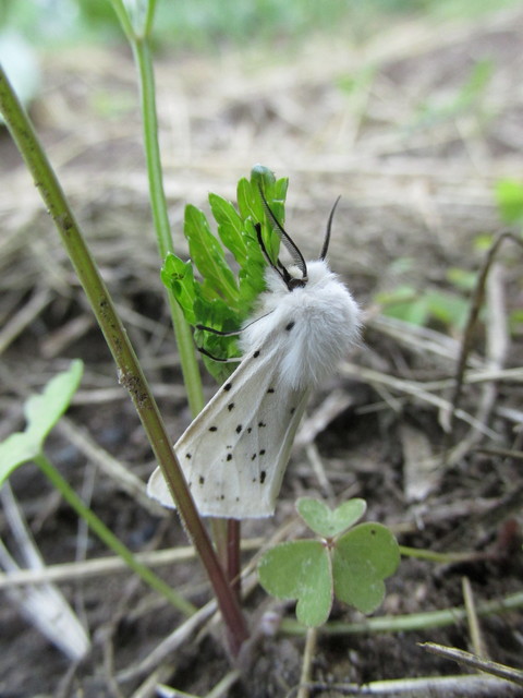 Spilosoma lubricipedum - tejszínű medvelepke Spilosoma lubricipedum - tejszínű medvelepke