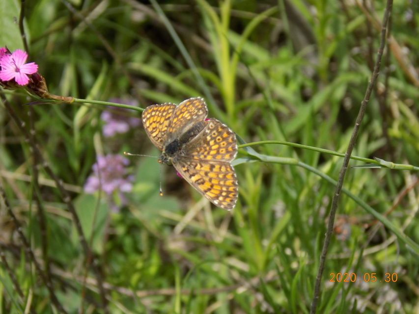 Melitaea cinxia - réti tarkalepke