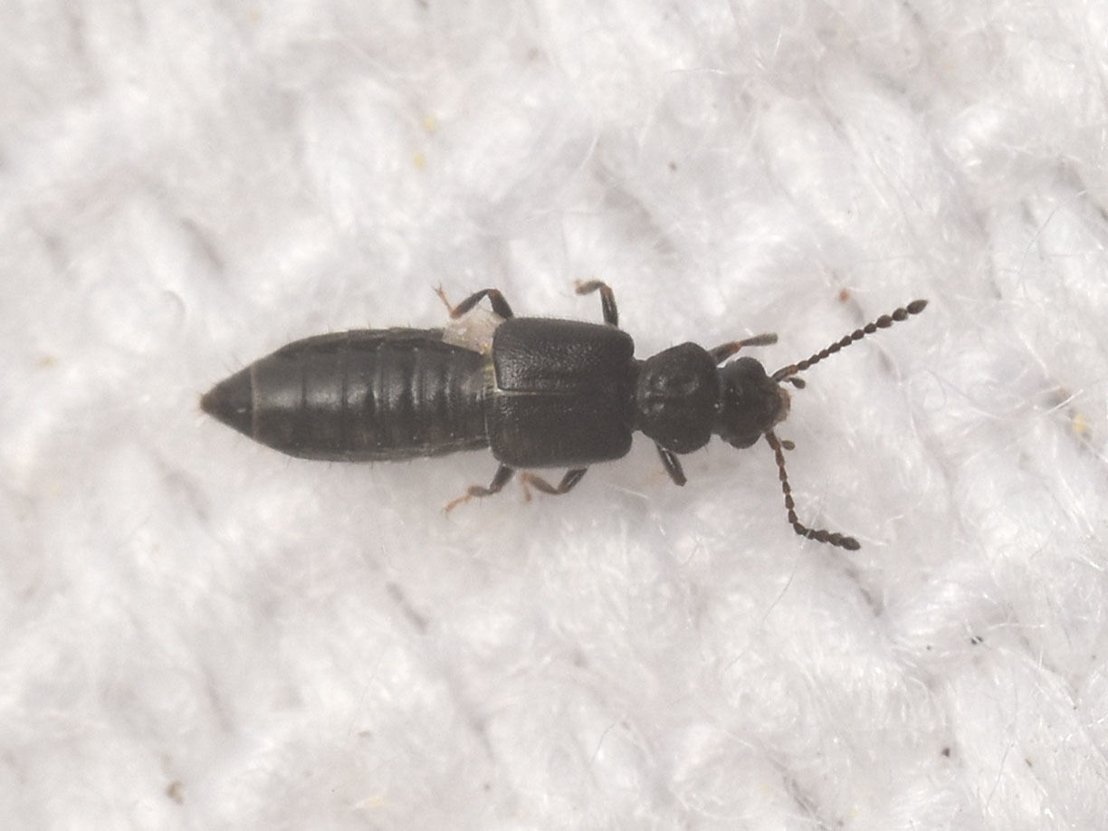 Carpelimus gusarovi