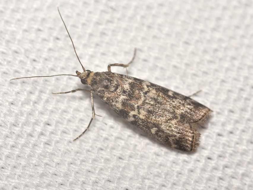 Dioryctria