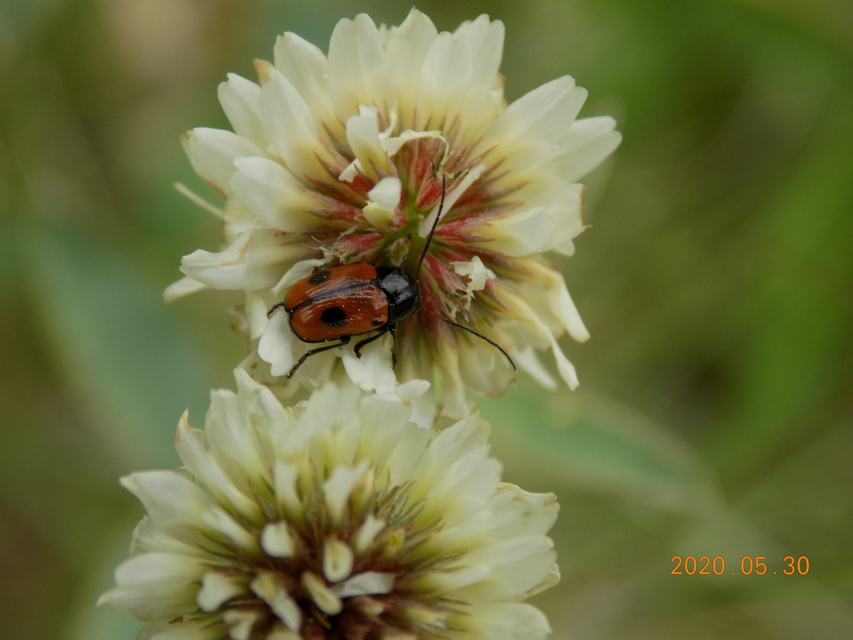 Cryptocephalus bipunctatus - kétpettyes zömökbogár