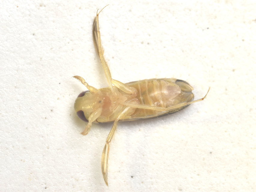 Corixidae - búvárpoloskák Corixidae - búvárpoloskák