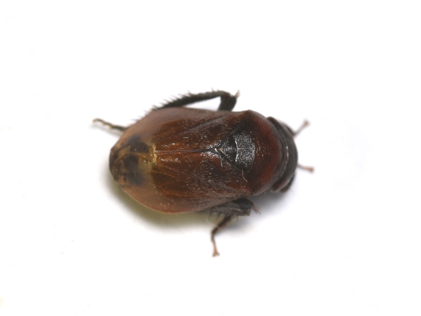 Penthimia nigra - fekete kabóca