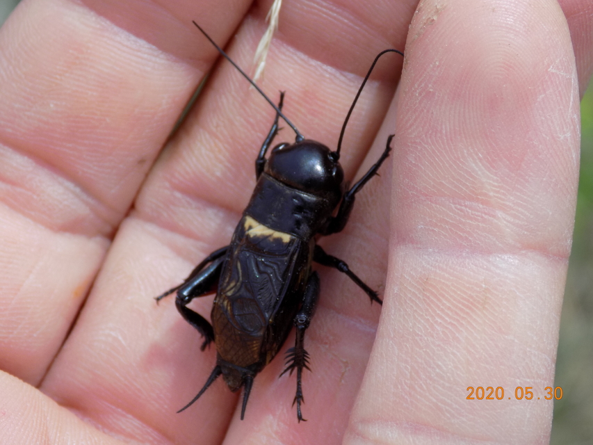 Gryllus campestris - mezei tücsök
