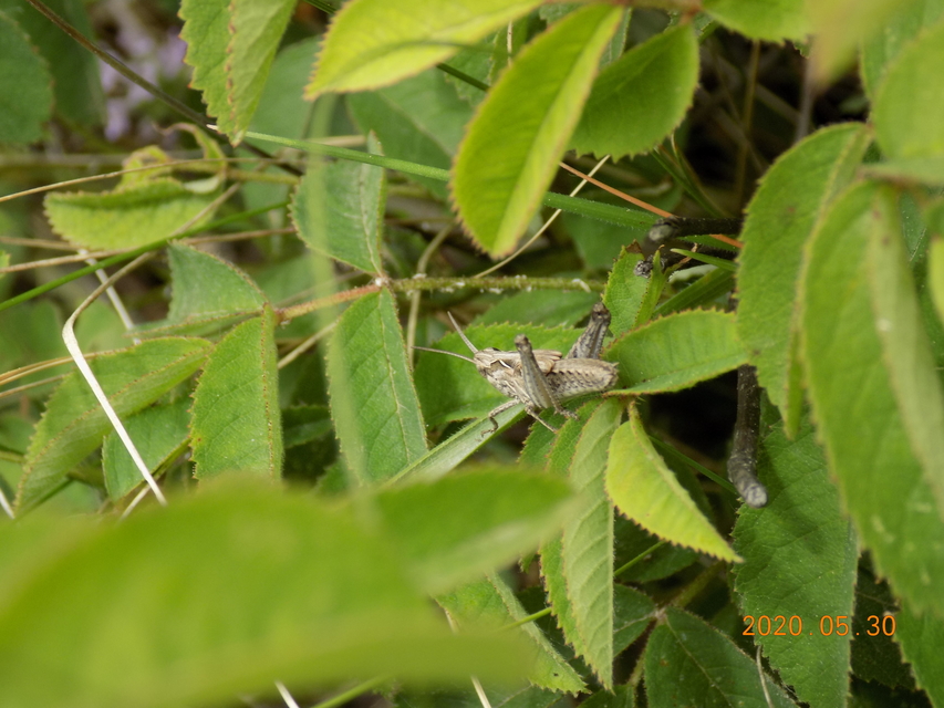 Chorthippus (Glyptobothrus) (subgenus)