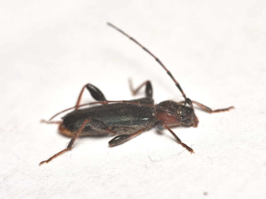 Phymatodes testaceus - változékony korongcincér Phymatodes testaceus - változékony korongcincér