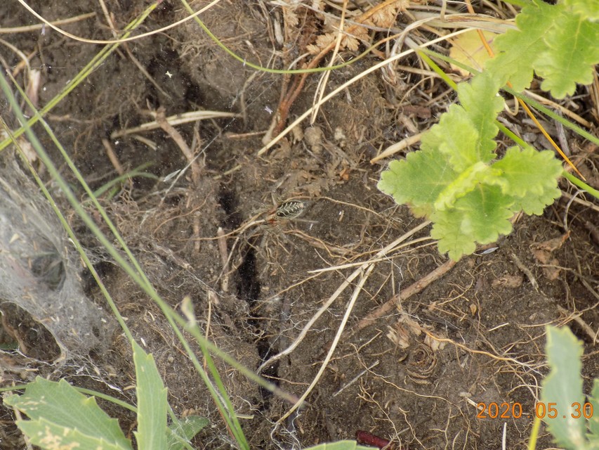 Agelena labyrinthica - illó tölcsérpók