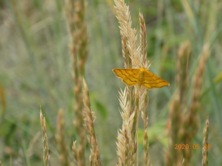 Idaea aureolaria - aranyos sávosaraszoló