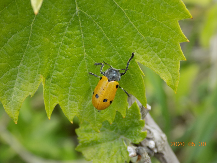 Lachnaia sexpunctata - szőrösnyakú zsákhordóbogár