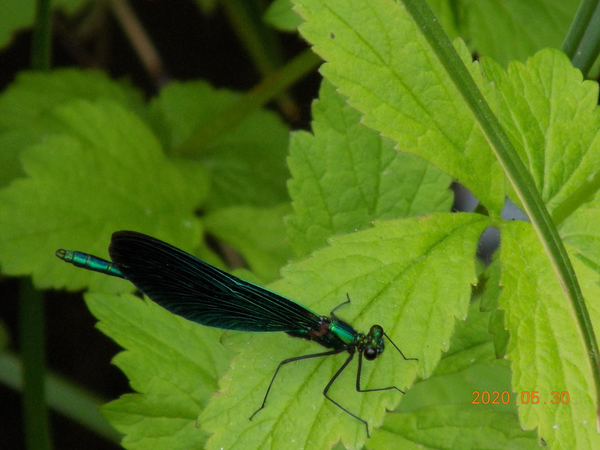 Calopteryx virgo - kisasszony-szitakötő