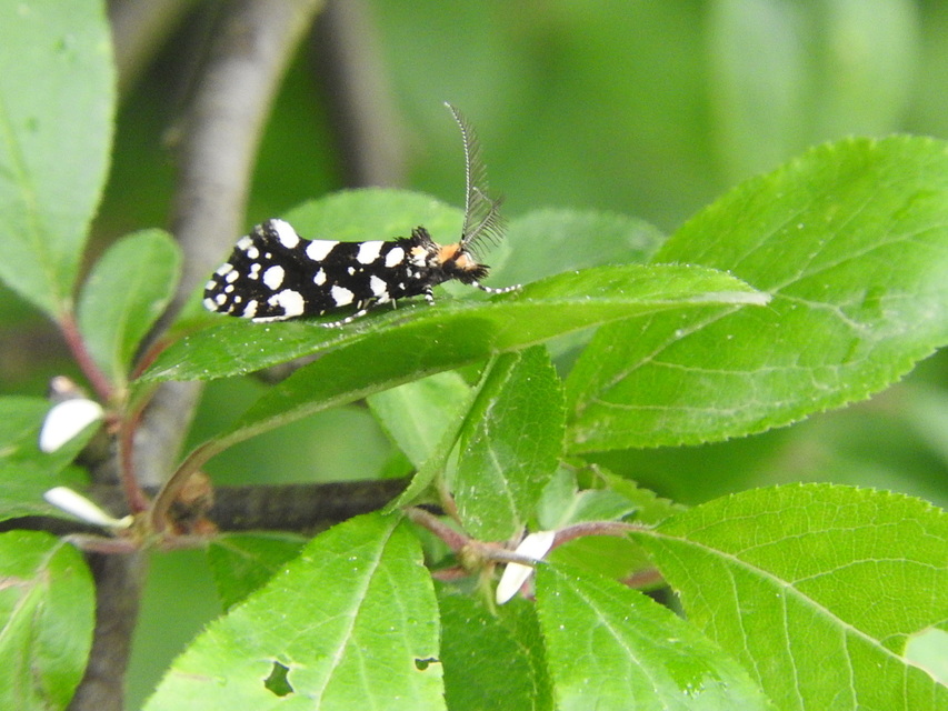 Euplocamus anthracinalis - fésűscsápú korhadékmoly