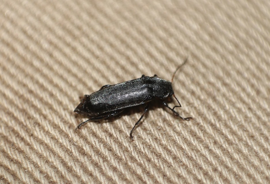 Osphya bipunctata - kétalakú komorka