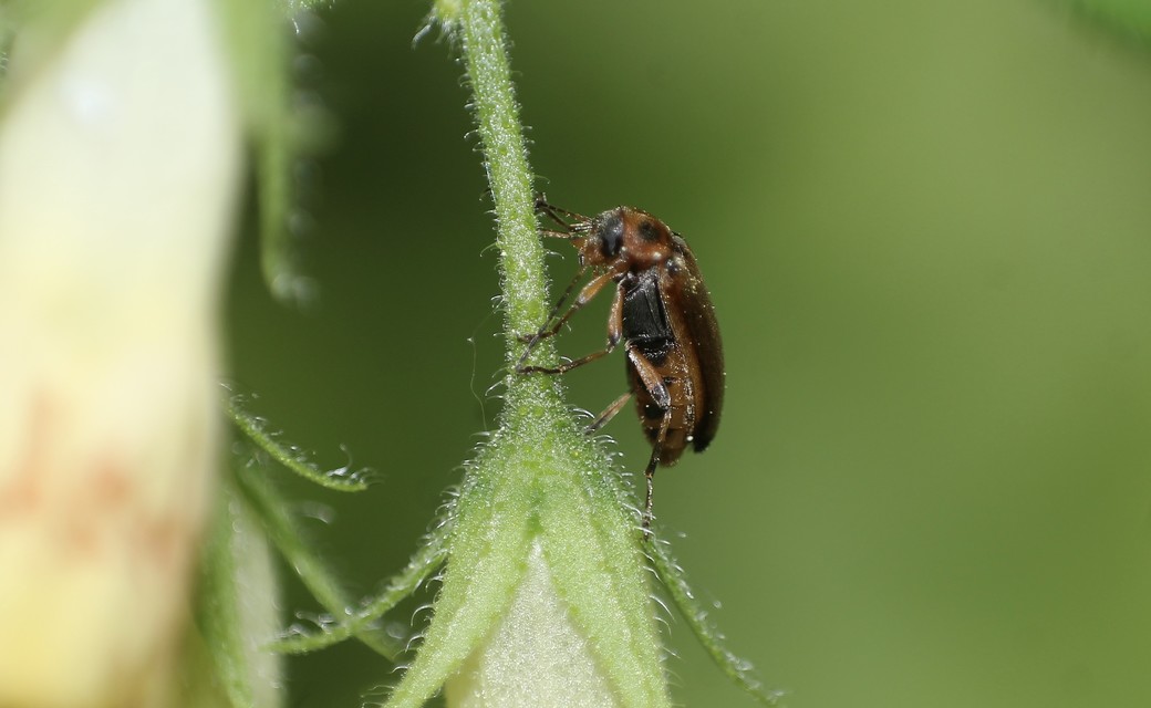 Osphya bipunctata - kétalakú komorka
