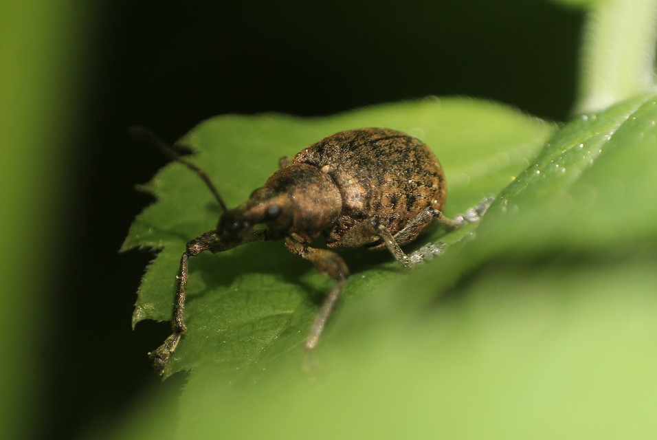 Liophloeus