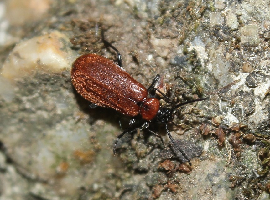 Schizotus pectinicornis - kis bíborbogár