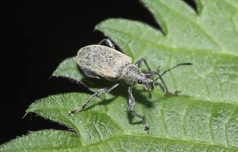 Phyllobius glaucus - éger-levélormányos Phyllobius glaucus - éger-levélormányos
