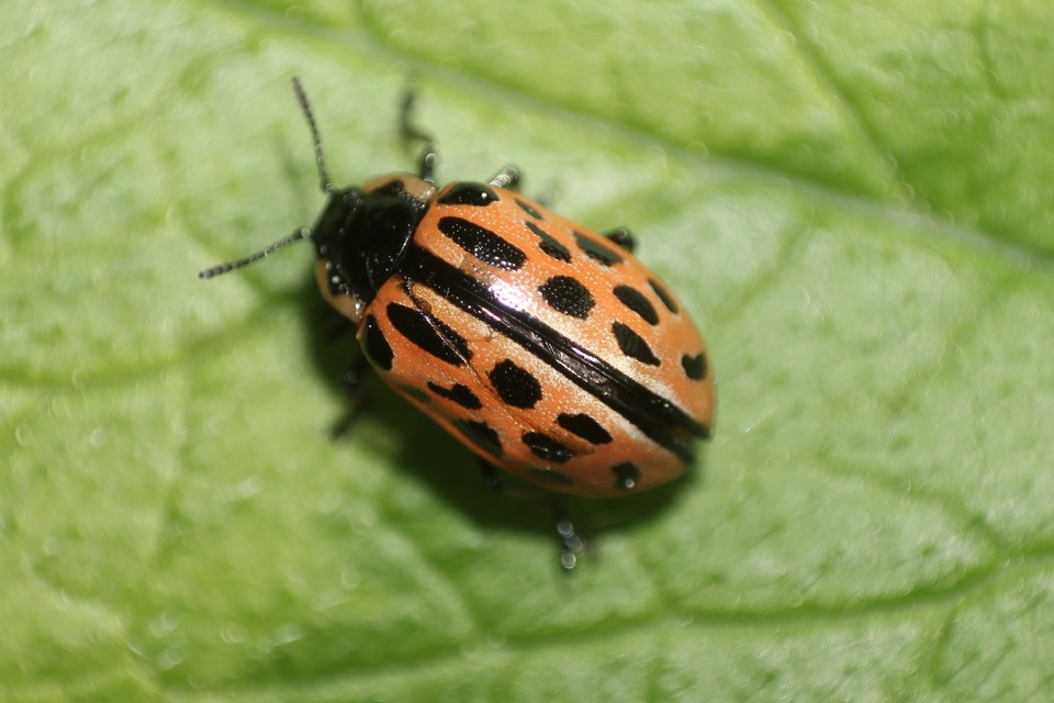 Chrysomela vigintipunctata - húszfoltos fűzlevelész Chrysomela vigintipunctata - húszfoltos fűzlevelész