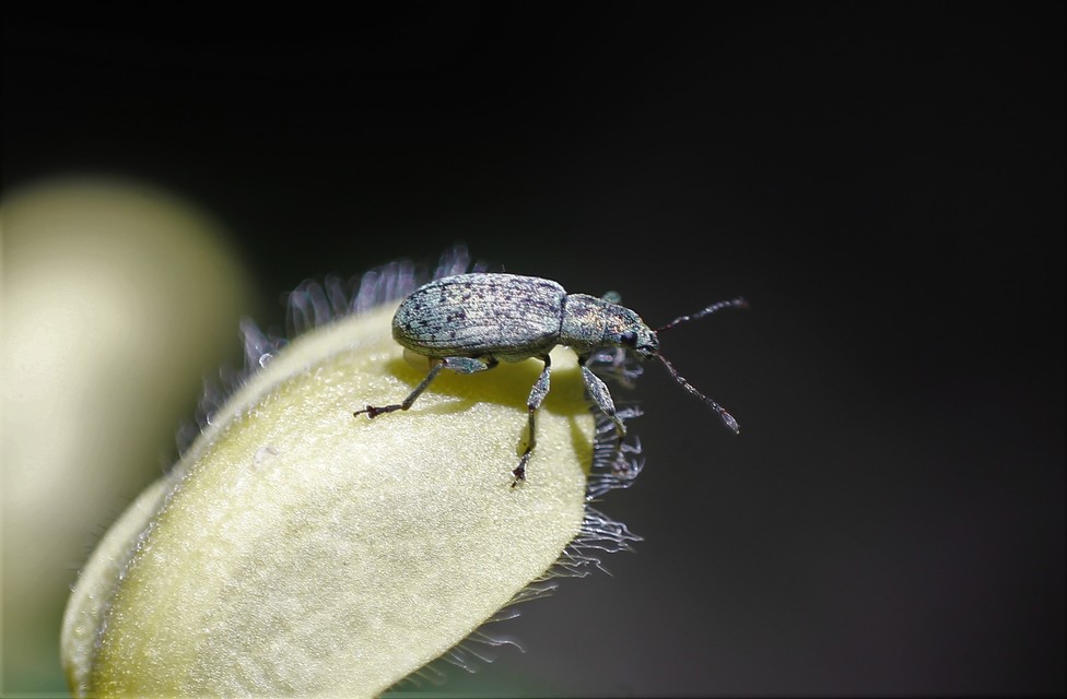 Polydrusus cervinus - aranyporos lombormányos