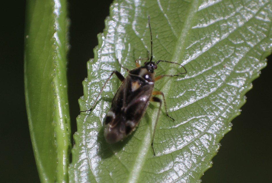 Harpocera