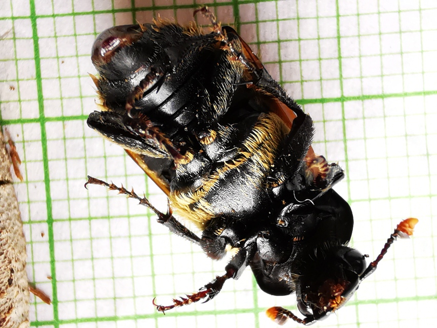 Nicrophorus vespillo - közönséges temetőbogár