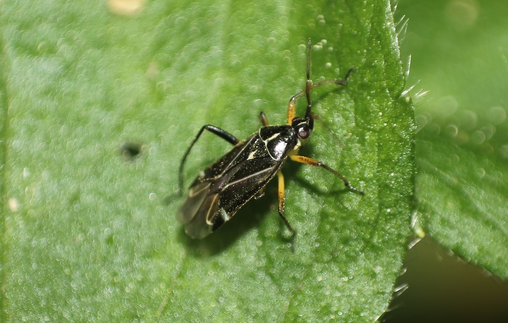 Harpocera thoracica - sarlóscsápú mezeipoloska