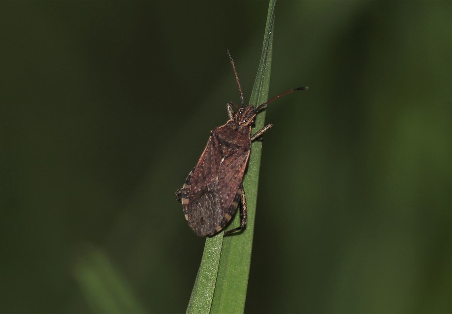 Ceraleptus gracilicornis - tüskéslábú karimáspoloska