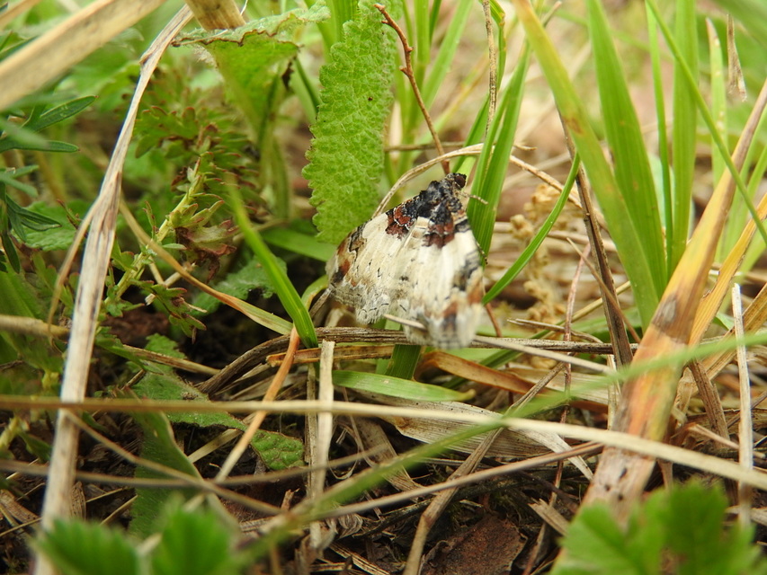 Catarhoe cuculata - csuklyás tarkaaraszoló