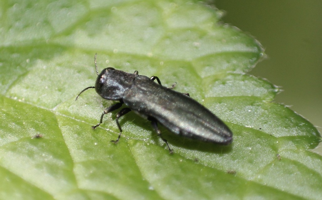 Agrilus