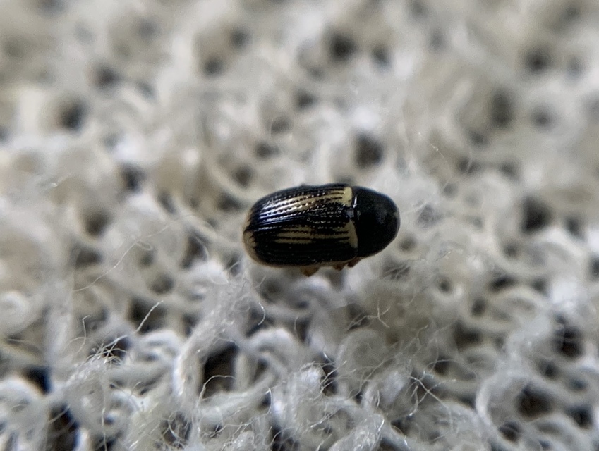 Cryptocephalus bilineatus - rovátkolt zömökbogár