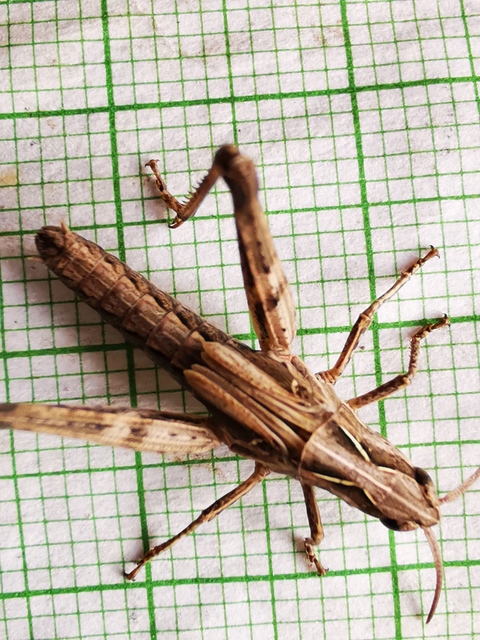 Chorthippus (Glyptobothrus) (subgenus)