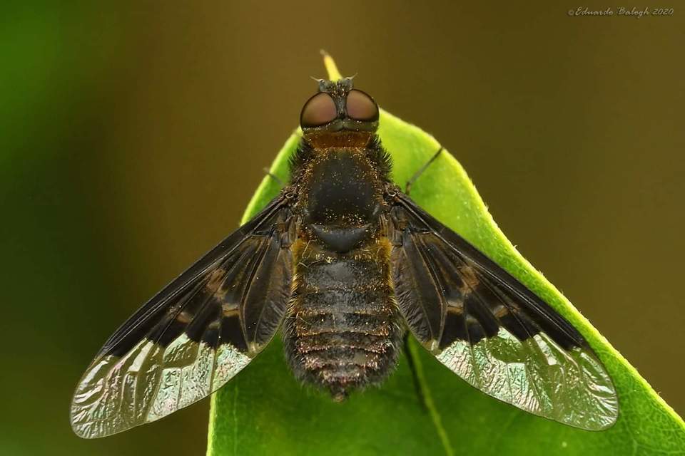 Hemipenthes morio - közönséges gyászlégy