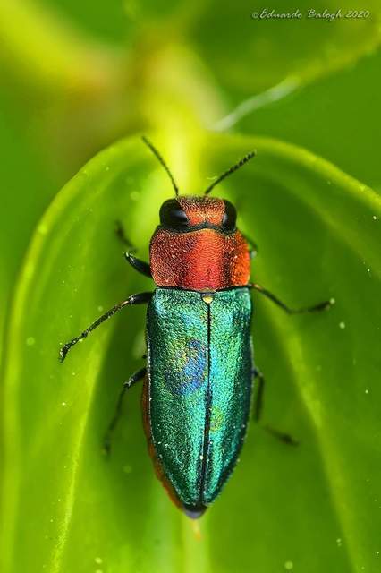 Anthaxia nitidula - ragyogó virágdíszbogár