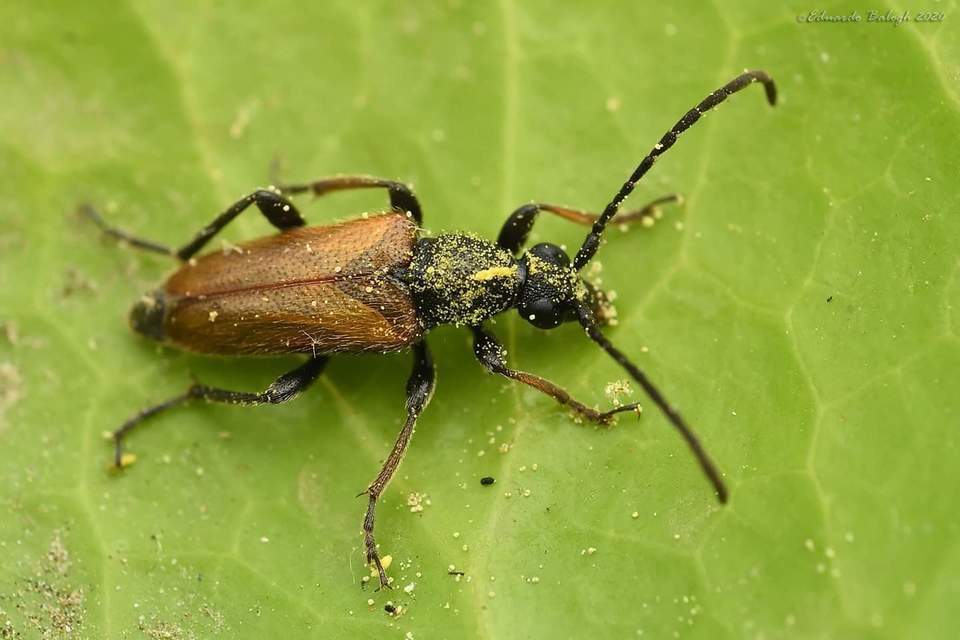 Pseudovadonia livida - barnás virágcincér