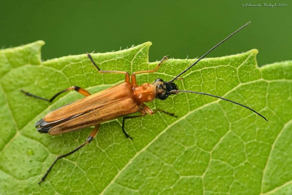 Oedemera podagrariae - székfű-álcincér