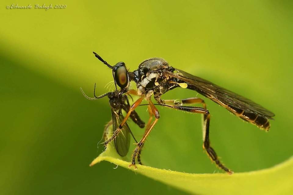 Dioctria rufipes