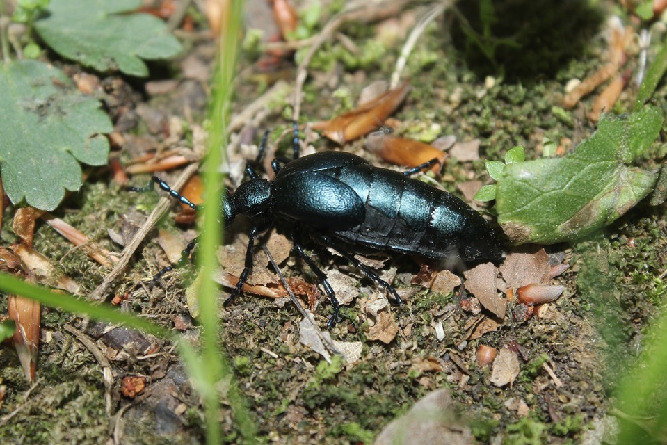 Meloe violaceus - kék nünüke