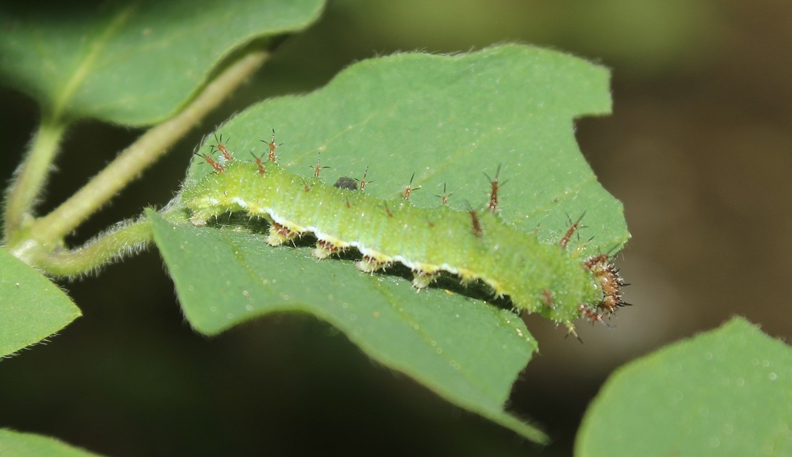 Limenitis camilla - kis lonclepke