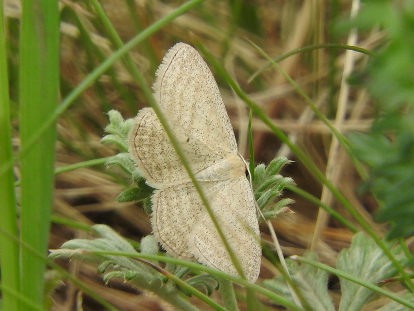 Scopula virgulata - vesszős sávosaraszoló