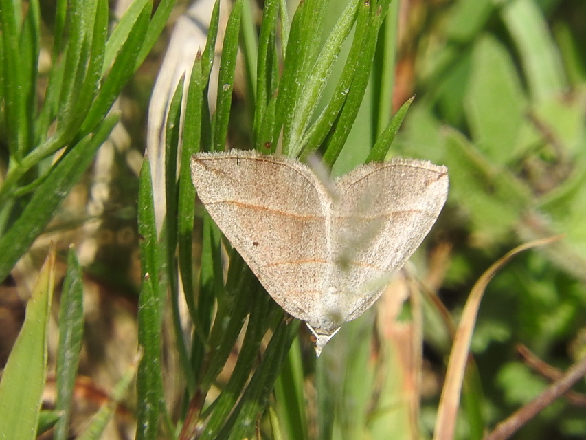 Scotopteryx mucronata/luridata/ignorata