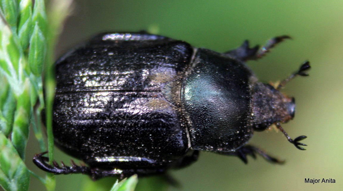 Anisoplia lata - széles szipoly Anisoplia lata - széles szipoly