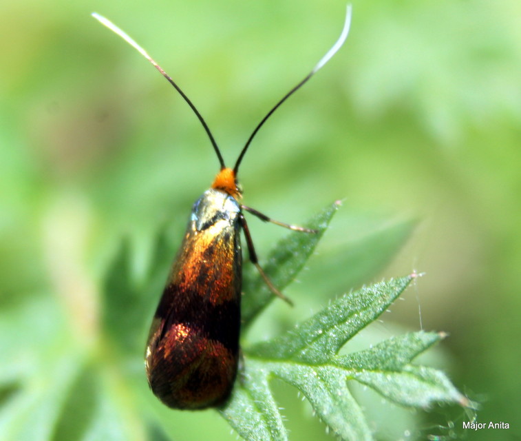 Nemophora fasciella - feketesávú tőrösmoly