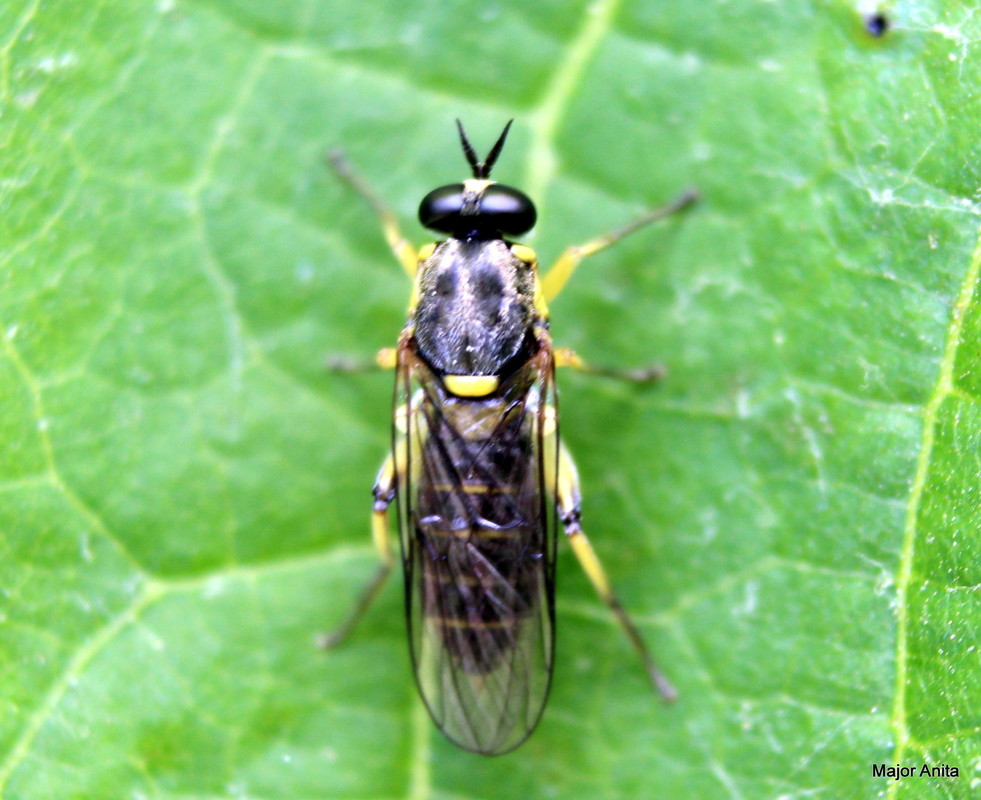 Solva marginata